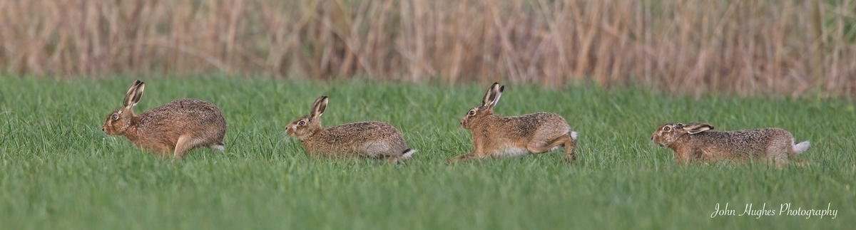 Hare chase